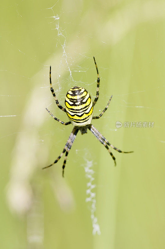 网中的黄蜂蜘蛛(Argiope bruenichi)